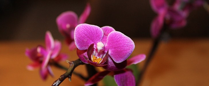 送病人送什么花好,第1张