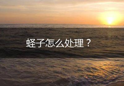 蛏子怎么处理？