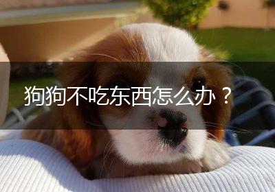 狗狗不吃东西怎么办？