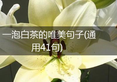 一泡白茶的唯美句子(通用41句)