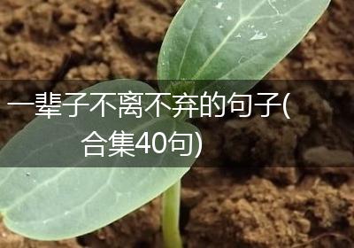 一辈子不离不弃的句子(合集40句)