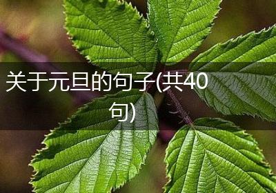 关于元旦的句子(共40句)