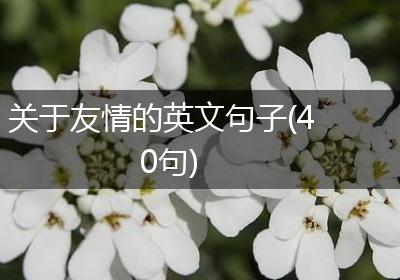 关于友情的英文句子(40句)