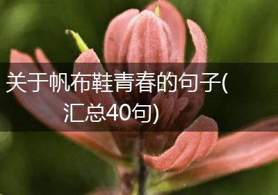 关于帆布鞋青春的句子(汇总40句)