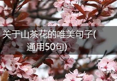 关于山茶花的唯美句子(通用50句)