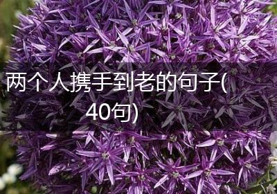 两个人携手到老的句子(40句)