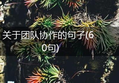 关于团队协作的句子(60句)