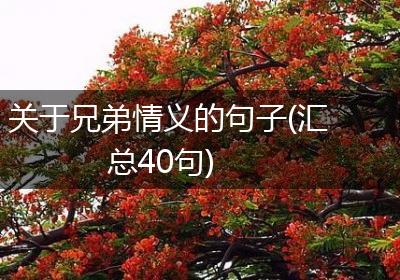 关于兄弟情义的句子(汇总40句)