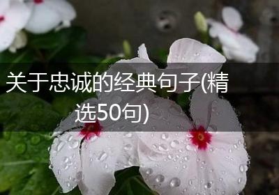 关于忠诚的经典句子(精选50句)
