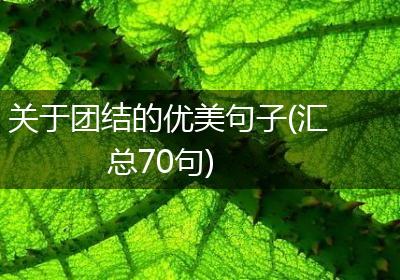 关于团结的优美句子(汇总70句)
