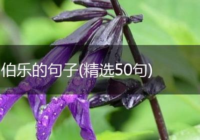 伯乐的句子(精选50句)