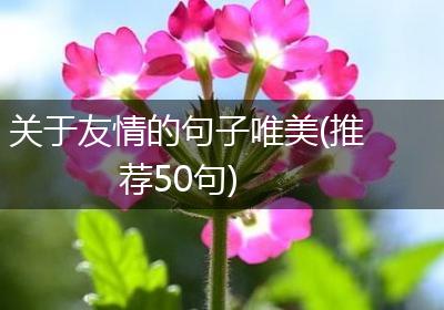 关于友情的句子唯美(推荐50句)