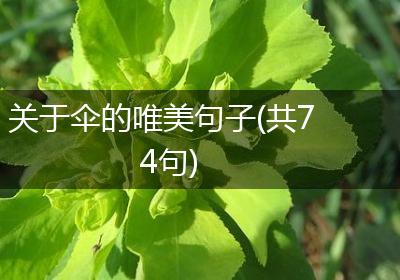 关于伞的唯美句子(共74句)
