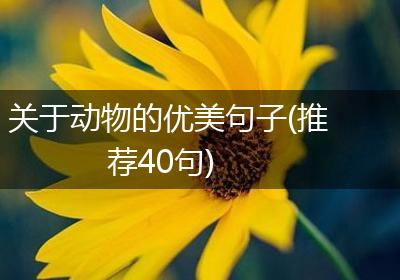 关于动物的优美句子(推荐40句)