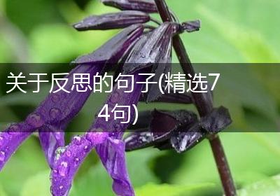 关于反思的句子(精选74句)