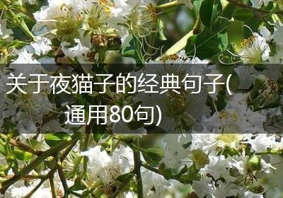 关于夜猫子的经典句子(通用80句)