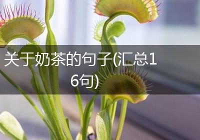 关于奶茶的句子(汇总16句)