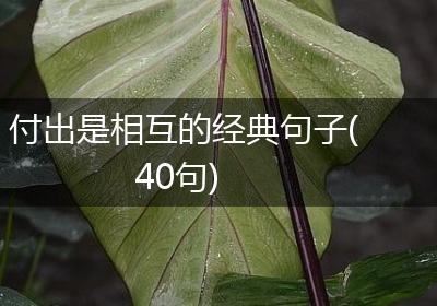 付出是相互的经典句子(40句)