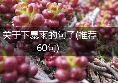 关于下暴雨的句子(推荐60句)