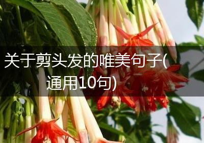关于剪头发的唯美句子(通用10句)