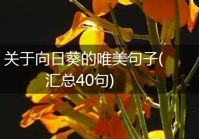 关于向日葵的唯美句子(汇总40句)
