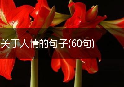 关于人情的句子(60句)
