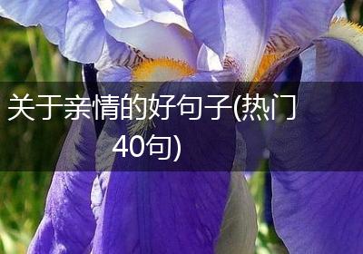 关于亲情的好句子(热门40句)