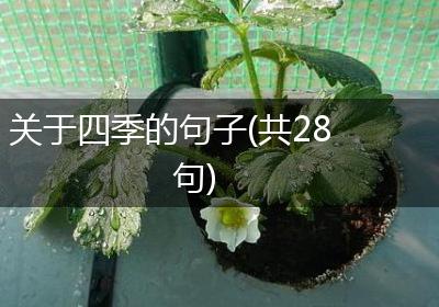 关于四季的句子(共28句)