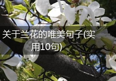 关于兰花的唯美句子(实用10句)