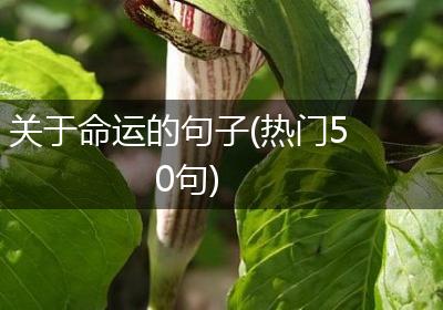 关于命运的句子(热门50句)