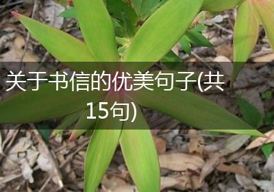 关于书信的优美句子(共15句)
