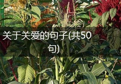 关于关爱的句子(共50句)