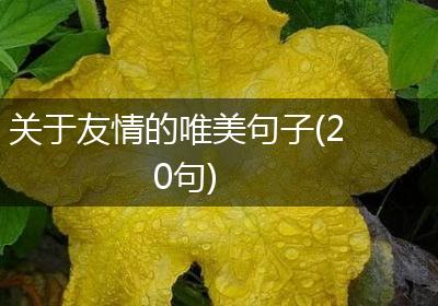 关于友情的唯美句子(20句)