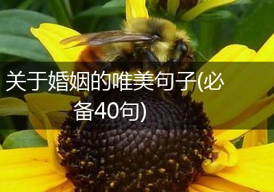 关于婚姻的唯美句子(必备40句)