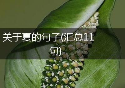 关于夏的句子(汇总11句)