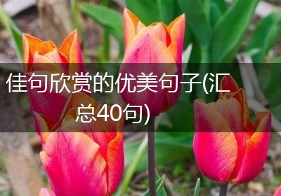 佳句欣赏的优美句子(汇总40句)