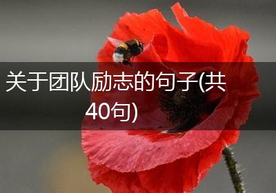 关于团队励志的句子(共40句)