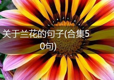 关于兰花的句子(合集50句)