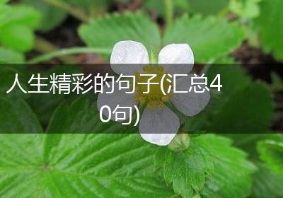 人生精彩的句子(汇总40句)