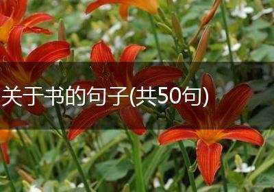 关于书的句子(共50句)