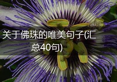 关于佛珠的唯美句子(汇总40句)