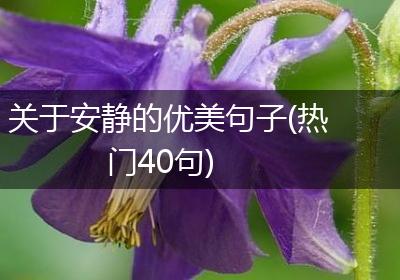 关于安静的优美句子(热门40句)