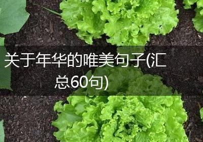 关于年华的唯美句子(汇总60句)