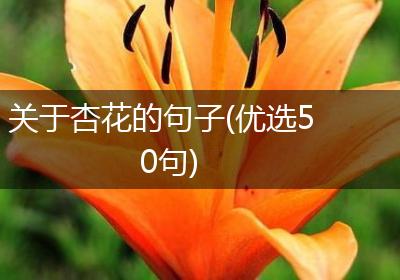 关于杏花的句子(优选50句)