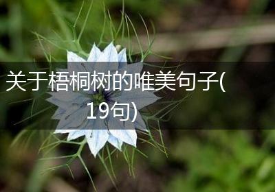 关于梧桐树的唯美句子(19句)
