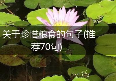 关于珍惜粮食的句子(推荐70句)