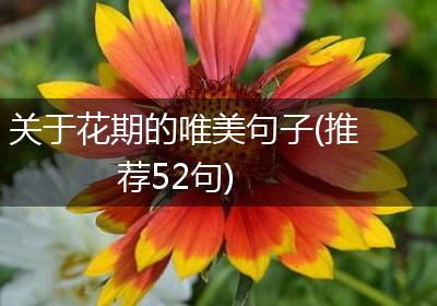 关于花期的唯美句子(推荐52句)
