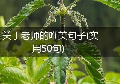关于老师的唯美句子(实用50句)