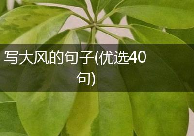 写大风的句子(优选40句)
