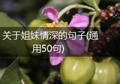 关于姐妹情深的句子(通用50句)